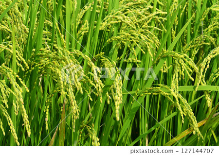 Inaho near harvest Inaho near harvest 127144707