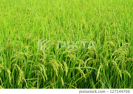 Inaho near harvest Inaho near harvest 127144708