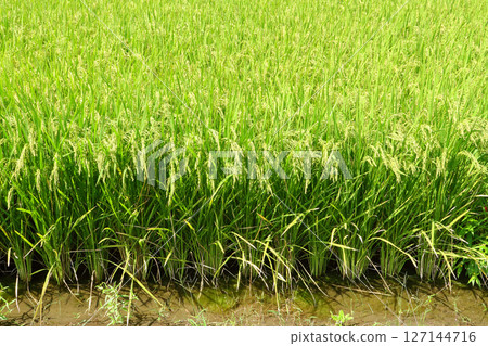 Inaho near harvest 127144716