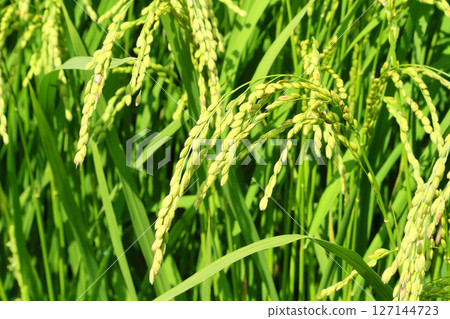 稻荷附近的收成 127144723