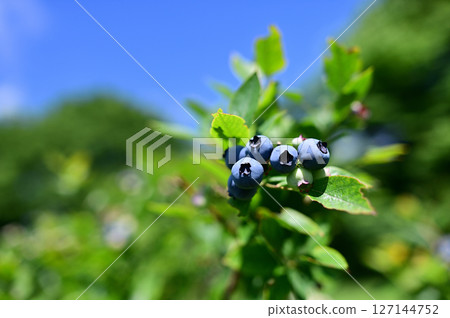 天空下成熟的藍莓 天空下成熟的藍莓 127144752