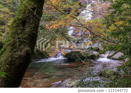 Yakushima Shiratani Unsuikyo Forest (November) A valley where gods live and the beautiful autumn leaves shine 127144772