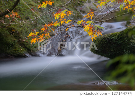 Yakushima Shiratani Unsuikyo Valley, a god-dwelling valley with beautiful autumn leaves (Autumn) 127144774