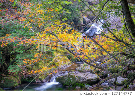 Yakushima Shiratani Unsuikyo Valley: A god-like valley lit by autumn leaves (Autumn) Yakushima Shiratani Unsuikyo Valley: A god-like valley lit by autumn leaves (Autumn) 127144777