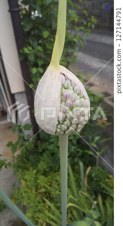 A bud 127144791