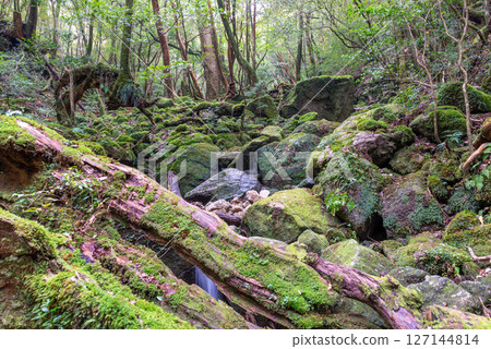 屋久島白谷雲水峽:日本最美的青苔溪流(秋季) 屋久島白谷雲水峽:日本最美的青苔溪流(秋季) 127144814