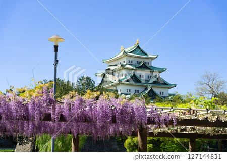 Meijo Park Wisteria Corridor and Nagoya Castle 127144831