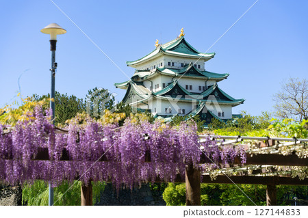 Meijo Park Wisteria Corridor and Nagoya Castle 127144833