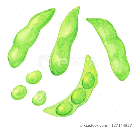 手繪水彩插圖的毛豆 手繪水彩插圖的毛豆 127144837