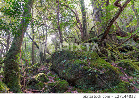 屋久島白谷雲水峽:陽光透過樹木和苔蘚的森林(秋季) 屋久島白谷雲水峽:陽光透過樹木和苔蘚的森林(秋季) 127144838