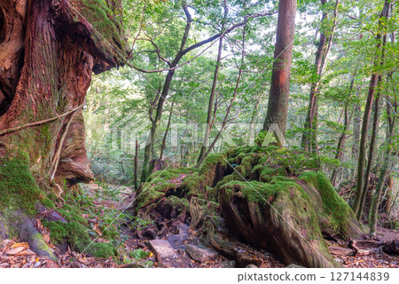 屋久島白谷雲水峽：陽光透過樹木和屋久杉樹樁灑下的縫隙（秋天） 127144839