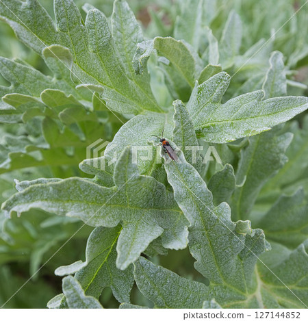 Yuri no Sato Park 127144852