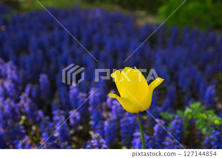 Yuri no Sato Park Yuri no Sato Park 127144854