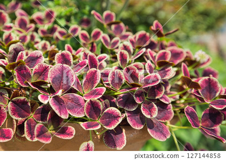 Yuri no Sato Park 127144858