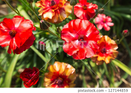 Yuri no Sato Park 127144859