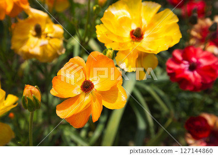 Yuri no Sato Park 127144860