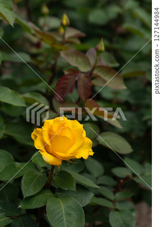 May Rose, Inca 127144984