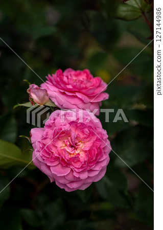 五月玫瑰，蘭花浪漫 127144986