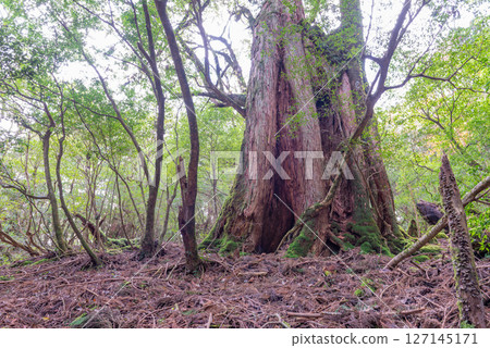 屋久島白谷雲水峽 神所居住的屋久杉(秋季) 屋久島白谷雲水峽 神所居住的屋久杉(秋季) 127145171