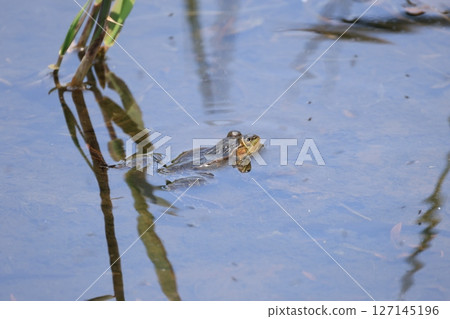 A Japanese pond frog emerges from the surface of a shallow pond 127145196