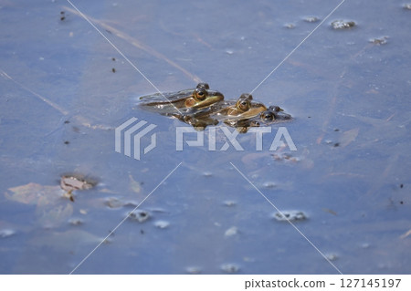 一隻日本池蛙從淺池塘的水面浮出水面 一隻日本池蛙從淺池塘的水面浮出水面 127145197