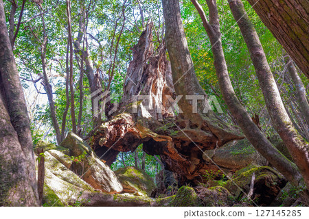 屋久島國立公園:陽光透過樹木和屋久杉樹樁灑落(秋季) 屋久島國立公園:陽光透過樹木和屋久杉樹樁灑落(秋季) 127145285