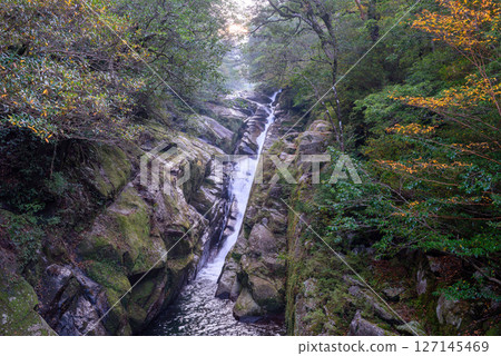 屋久島白谷雲水峽 色彩繽紛的樹木和流水（秋季） 127145469
