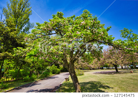 Spring Green Center Spring Green Center 127145475