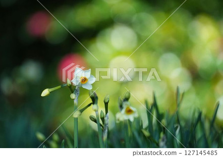 Daffodils bathing in the spring sunlight 127145485