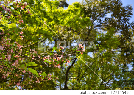 Spring Green Center Spring Green Center 127145491