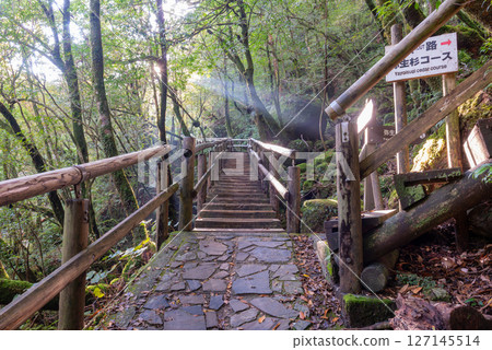 Yakushima Shiratani Unsuikyo Forest (November) A tranquil walking trail 127145514