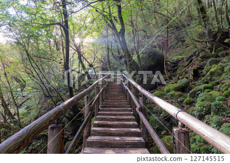 Yakushima Shiratani Unsuikyo Gorge: Sunlight filtering through the trees and walking path (Autumn) 127145515