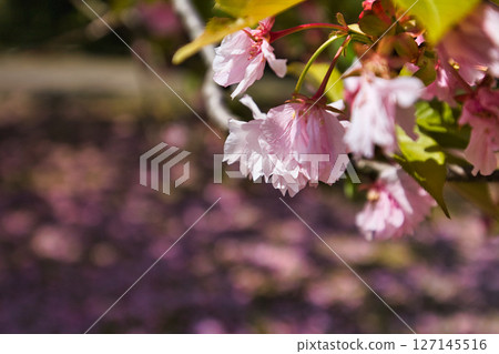 Sakura's season 127145516