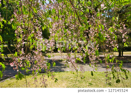 櫻花的季節 櫻花的季節 127145524