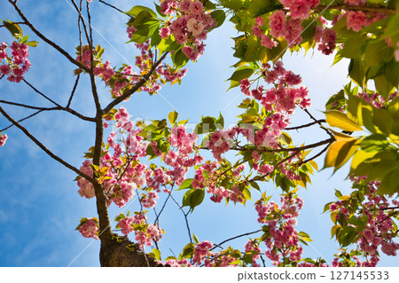 Sakura's season 127145533