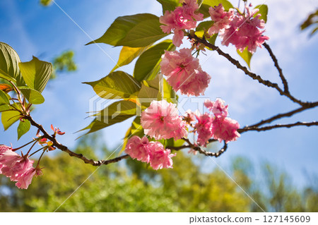 Spring Green Center Spring Green Center 127145609