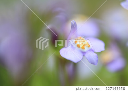 Close-up of small purple moss flowers blooming in the spring fields Close-up of small purple moss flowers blooming in the spring fields 127145658
