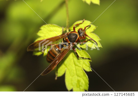 Kiboshi Asinagi Bachi 127145685