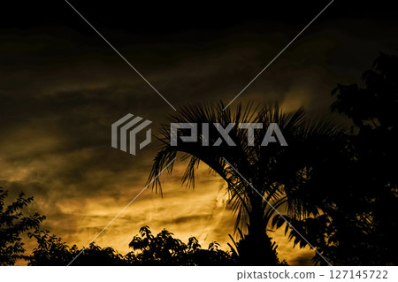 <素材> 從森林裡看到的日出天空和棕櫚樹 127145722