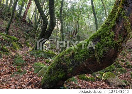 Yakushima National Park: Japan's most beautiful moss forest (winter) 127145943