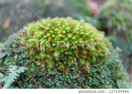 Yakushima National Park: Japan's most beautiful moss forest (winter) Yakushima National Park: Japan's most beautiful moss forest (winter) 127145944