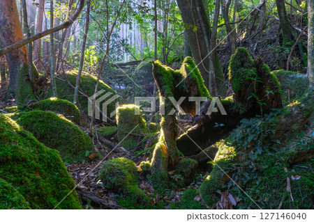 屋久島國立公園：陽光透過樹木和苔蘚森林（冬季） 127146040