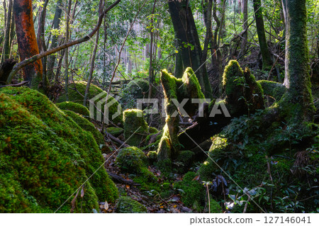 屋久島國立公園：陽光透過樹木和苔蘚森林（冬季） 127146041
