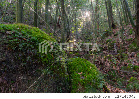 屋久島國立公園:陽光透過樹木和苔蘚森林(冬季) 屋久島國立公園:陽光透過樹木和苔蘚森林(冬季) 127146042