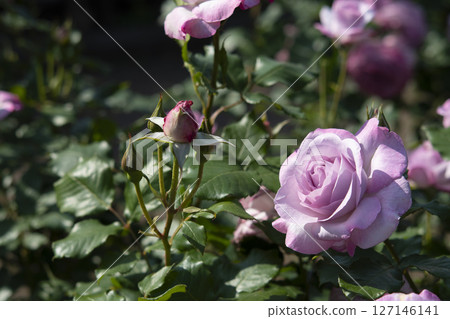 Pale purple roses in Yono Park 127146141