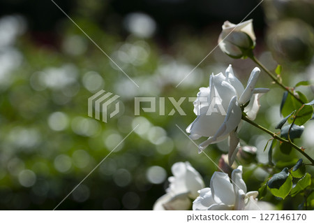 White roses in Yono Park 127146170