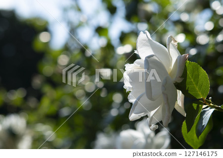 White roses in Yono Park 127146175