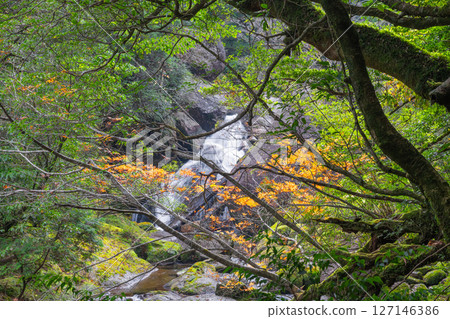 Yakushima Shiratani Unsuikyo Valley: Autumn leaves and the gods' dwelling place (December) Yakushima Shiratani Unsuikyo Valley: Autumn leaves and the gods' dwelling place (December) 127146386