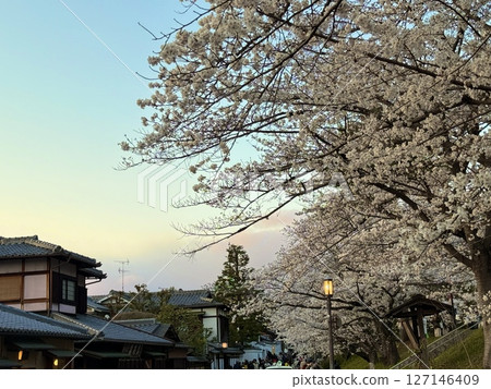 Kyoto Sakura Kyoto Sakura 127146409