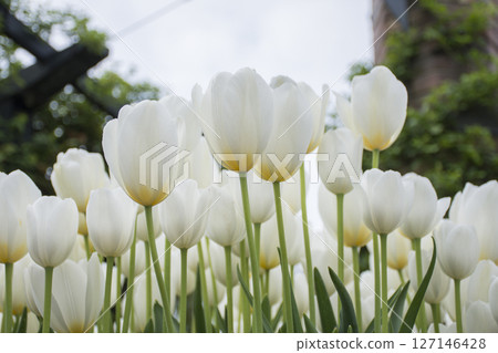 白色鬱金香領域 白色鬱金香領域 127146428
